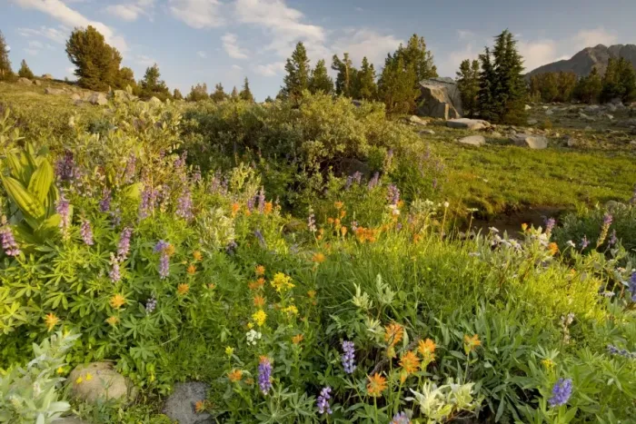 Framed Print : Spectacular mass of alpine flowers (paintbrush, lupin etc) near Winnemucca Lake in the Sierra Nevada, Carson Pass, California Framed Print : Spectacular mass of alpine flowers (paintbrush, lupin etc) near Winnemucca Lake in the Sierra Nevada, Carson Pass, California