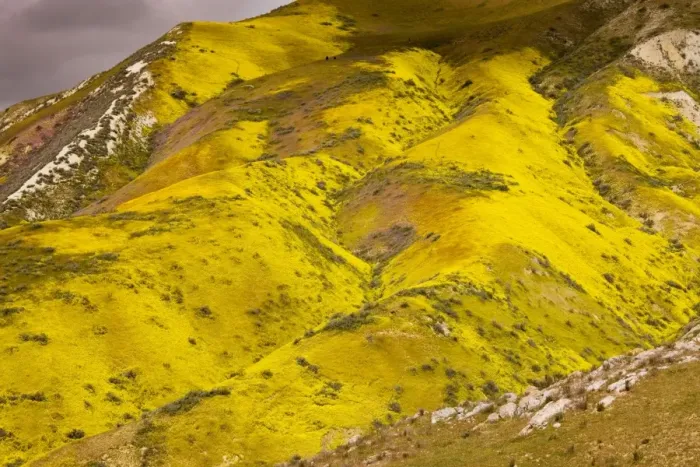 Framed Print : Spectacular masses of spring wildflowers, mainly Hillside Daisy and Phacelia, covering the slopes of The Temblor Range, Carrizo Plain, California Framed Print : Spectacular masses of spring wildflowers, mainly Hillside Daisy and Phacelia, covering the slopes of The Temblor Range, Carrizo Plain, California