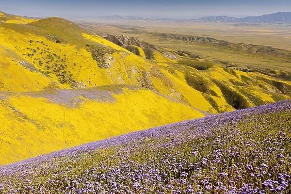 Spectacular masses of spring wildflowers, mainly Hillside Daisy and Phacelia, covering the slopes of The Temblor Range, Carrizo Plain, California