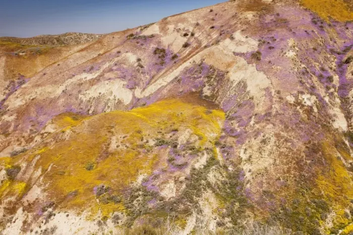 Framed Print : Spectacular masses of spring wildflowers, mainly Hillside Daisy and Phacelia, covering the slopes of The Temblor Range, Carrizo Plain, California Framed Print : Spectacular masses of spring wildflowers, mainly Hillside Daisy and Phacelia, covering the slopes of The Temblor Range, Carrizo Plain, California
