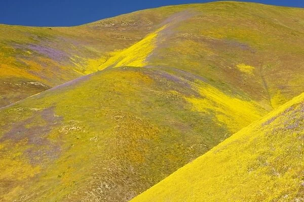 Spectacular masses of spring wildflowers, mainly Hillside Daisy and Phacelia, covering the slopes of The Temblor Range, Carrizo Plain, California