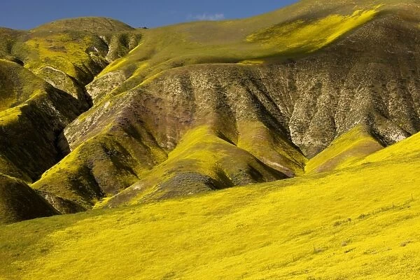 Spectacular masses of spring wildflowers, mainly Hillside Daisy, covering the slopes of The Temblor Range, Carrizo Plain, California