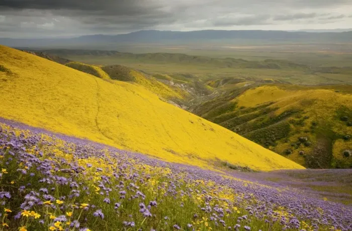 Framed Print : Spectacular masses of spring wildflowers, mainly Hillside Daisy and Phacelia, covering the slopes of The Temblor Range, Carrizo Plain, California Framed Print : Spectacular masses of spring wildflowers, mainly Hillside Daisy and Phacelia, covering the slopes of The Temblor Range, Carrizo Plain, California