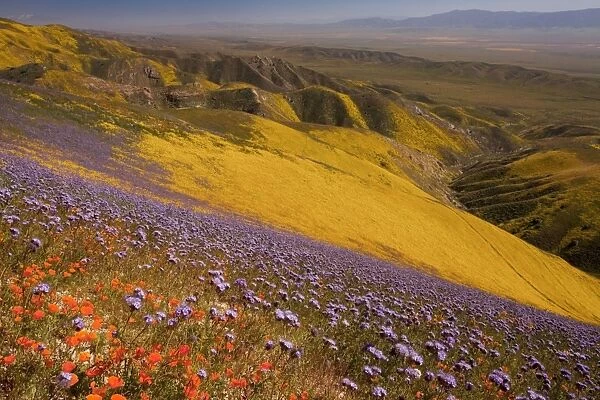 Spectacular masses of spring wildflowers, mainly Hillside Daisy, Californian Poppies and Phacelia, covering the slopes of The Temblor Range, Carrizo Plain, California