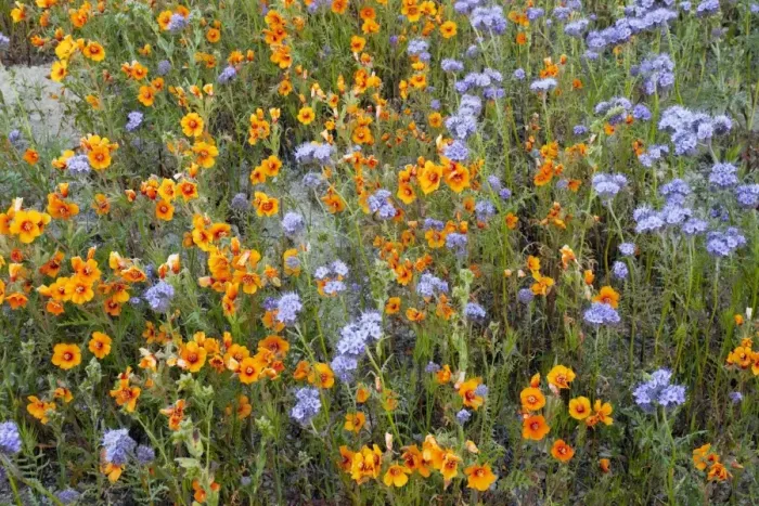 Framed Print : Spectacular masses of wildflowers, especially San Joaquin blazing star Mentzelia pectinata in The Temblor Range, Carrizo Plain, California Framed Print : Spectacular masses of wildflowers, especially San Joaquin blazing star Mentzelia pectinata in The Temblor Range, Carrizo Plain, California
