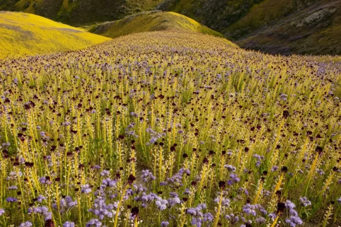 Framed Print : Spectacular masses of wildflowers, mainly Desert candle, Caulanthus inflatus covering the slopes of The Temblor Range, Carrizo Plain, California Framed Print : Spectacular masses of wildflowers, mainly Desert candle, Caulanthus inflatus covering the slopes of The Temblor Range, Carrizo Plain, California