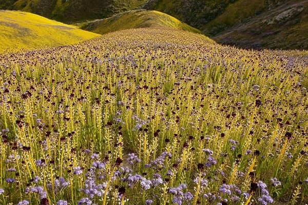 Spectacular masses of wildflowers, mainly Desert candle, Caulanthus inflatus covering the slopes of The Temblor Range, Carrizo Plain, California