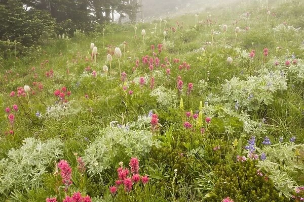 Spectacular mountain meadow in the mist, with Magenta Paintbrush, bracted lousewort etc. at Paradise, Mount Rainier, Cascade Mountains, Washington