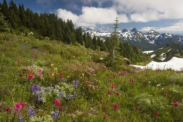 Spectacular mountain meadows with lupines, Magenta Paintbrush, red heather etc. on Mount Rainier, with Tatoosh Range beyond; Cascade Mountains, Washington USA