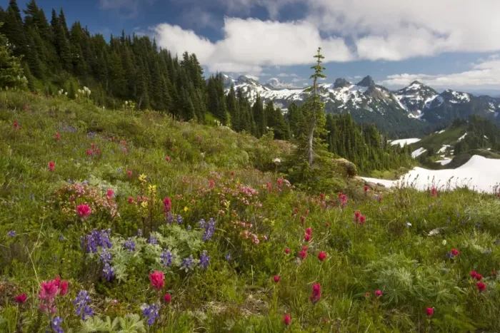 Framed Print : Spectacular mountain meadows with lupines, Magenta Paintbrush, red heather etc. on Mount Rainier, with Tatoosh Range beyond; Cascade Mountains, Washington USA Framed Print : Spectacular mountain meadows with lupines, Magenta Paintbrush, red heather etc. on Mount Rainier, with Tatoosh Range beyond; Cascade Mountains, Washington USA