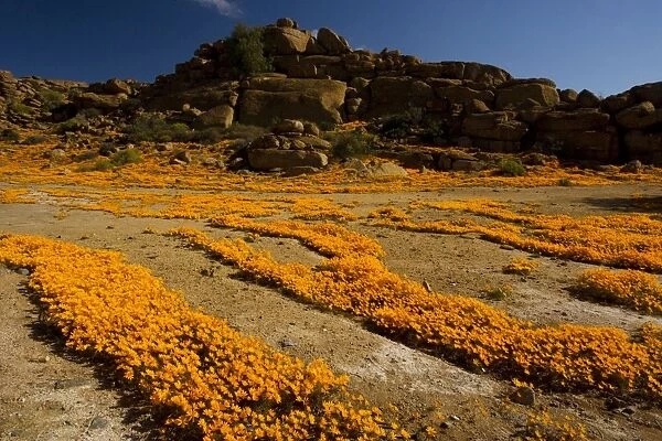 A spectacular orange daisy en masse (Ursinia cakilefolia) around Nababeep in Namaqualand, North Cape, South Africa