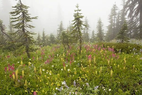 Spectacular summer alpine flowers including Magenta Paintbrush Castilleja parviflora, Lupins (lupines) and louseworts, in the mist on Mount Rainier National Park, Washington, USA, North America