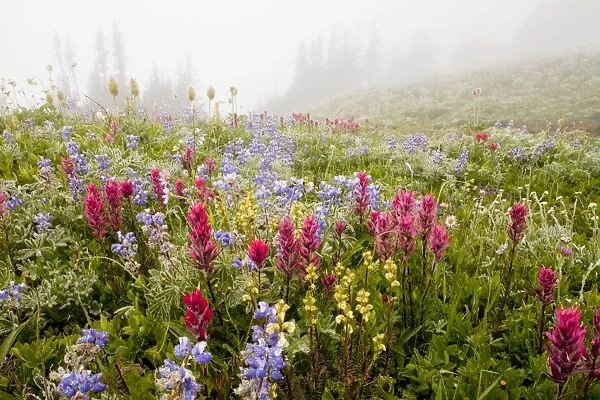 Spectacular summer alpine flowers including Magenta Paintbrush Castilleja parviflora, Lupins (lupines) and Western Pasque Flowers, in the mist on Mount Rainier National Park, Washington, USA, North America