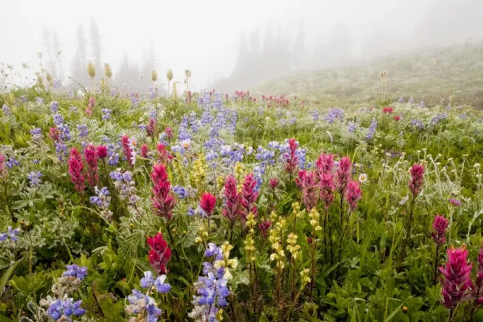 Framed Print : Spectacular summer alpine flowers including Magenta Paintbrush Castilleja parviflora, Lupins (lupines) and Western Pasque Flowers, in the mist on Mount Rainier National Park, Washington, USA, North America Framed Print : Spectacular summer alpine flowers including Magenta Paintbrush Castilleja parviflora, Lupins (lupines) and Western Pasque Flowers, in the mist on Mount Rainier National Park, Washington, USA, North America