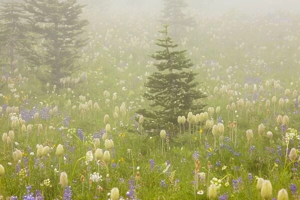 Spectacular summer alpine flowers including the seed heads of Western Pasque Flowers ( Old Man of the Mountain ) Anemone occidentalis, in the mist on Naches Peak, Mount Rainier National Park, Washington, USA, North America