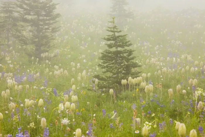 Framed Print : Spectacular summer alpine flowers including the seed heads of Western Pasque Flowers ( Old Man of the Mountain ) Anemone occidentalis, in the mist on Naches Peak, Mount Rainier National Park, Washington, USA, North America Framed Print : Spectacular summer alpine flowers including the seed heads of Western Pasque Flowers ( Old Man of the Mountain ) Anemone occidentalis, in the mist on Naches Peak, Mount Rainier National Park, Washington, USA, North America