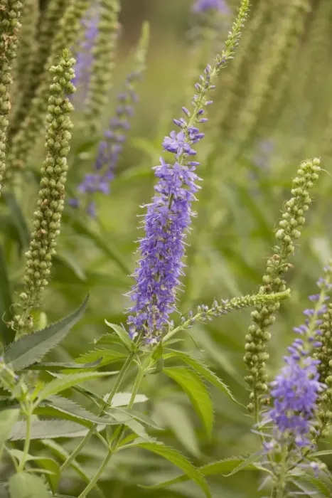 Framed Print : A speedwell (Veronica longifolia); garden Framed Print : A speedwell (Veronica longifolia); garden