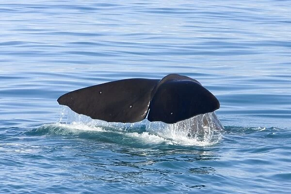 Sperm whale. FG-EC-134. Sperm whale. Off Kaikoura, South Island, New Zealand