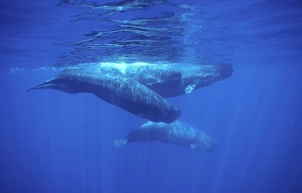 Sperm whale - Adult and young Azores, Portugal, North Atlantic Ocean