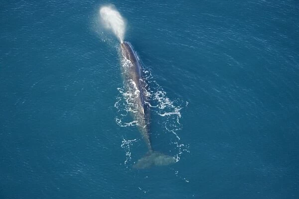 Sperm whale - aerial view of an adult male. Off Kaikoura - South Island - New Zealand