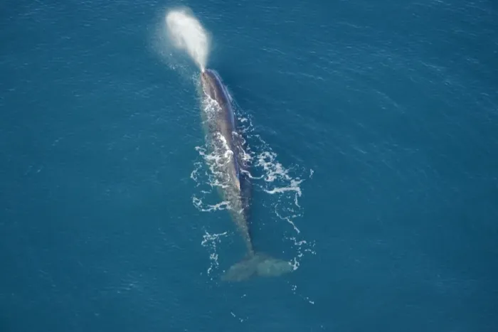 Framed Print : Sperm whale - aerial view of an adult male. Off Kaikoura - South Island - New Zealand
