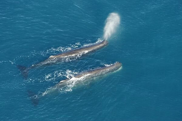 Sperm whale - aerial view of two adult males. Off Kaikoura - South Island - New Zealand