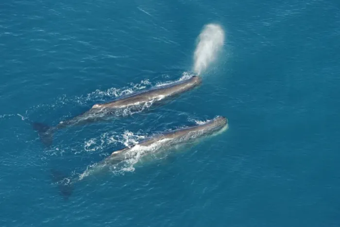 Framed Print : Sperm whale - aerial view of two adult males. Off Kaikoura - South Island - New Zealand Framed Print : Sperm whale - aerial view of two adult males. Off Kaikoura - South Island - New Zealand