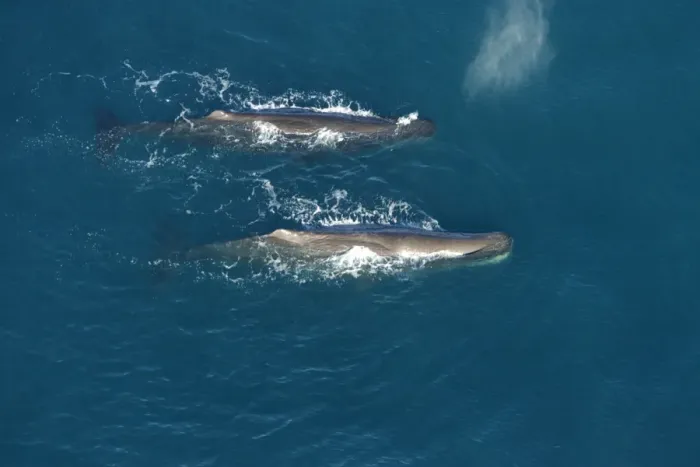 Framed Print : Sperm whale - aerial view of two adult males. Off Kaikoura - South Island - New Zealand Framed Print : Sperm whale - aerial view of two adult males. Off Kaikoura - South Island - New Zealand