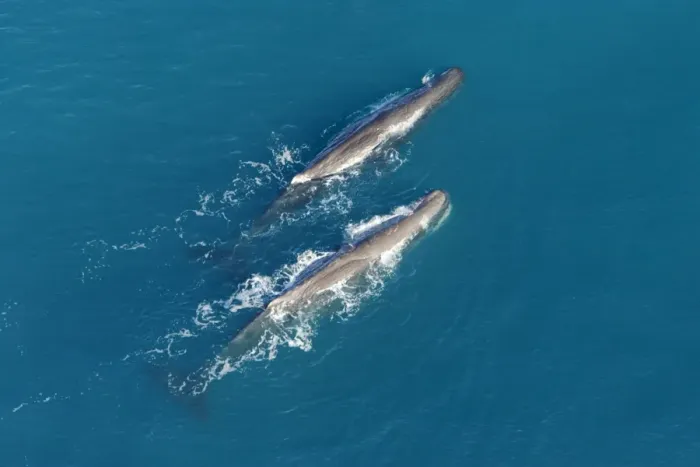 Framed Print : Sperm whale - aerial view of two adult males. Off Kaikoura - South Island - New Zealand Framed Print : Sperm whale - aerial view of two adult males. Off Kaikoura - South Island - New Zealand
