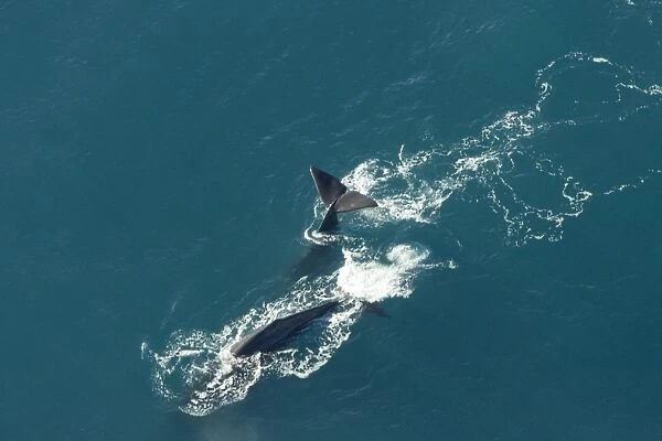 Sperm whale - aerial view of two adult males diving. Off Kaikoura - South Island - New Zealand