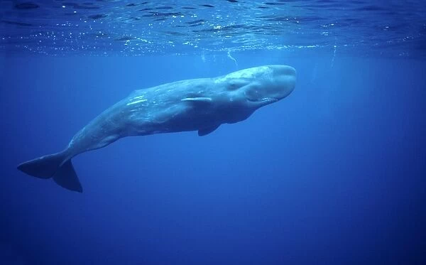Sperm whale Azore Islands (Portugal), North Atlantic Ocean