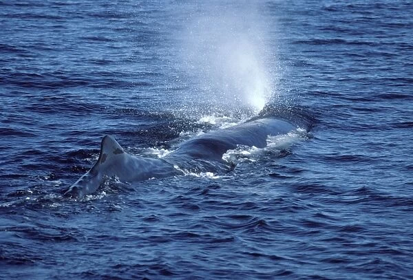 Sperm Whale - Blowing