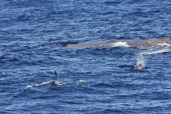 Sperm Whale with Bottlenose Dolphin (Tursiops truncatus) in foreground. The Strait of Gibraltar - Spain