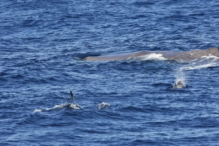 Framed Print : Sperm Whale with Bottlenose Dolphin (Tursiops truncatus) in foreground. The Strait of Gibraltar - Spain Framed Print : Sperm Whale with Bottlenose Dolphin (Tursiops truncatus) in foreground. The Strait of Gibraltar - Spain