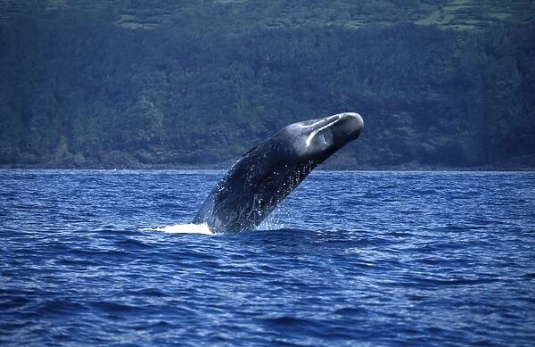Sperm whale Breaching, off Pico Island, Azores (Portugal), Atlantic Ocean