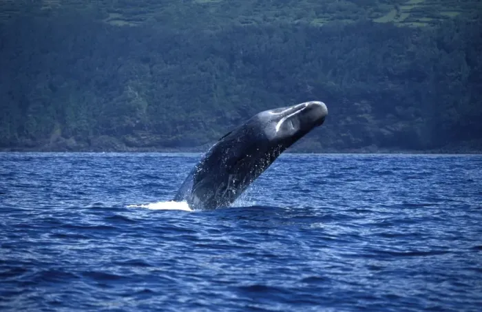 Framed Print : Sperm whale Breaching, off Pico Island, Azores (Portugal), Atlantic Ocean Framed Print : Sperm whale Breaching, off Pico Island, Azores (Portugal), Atlantic Ocean