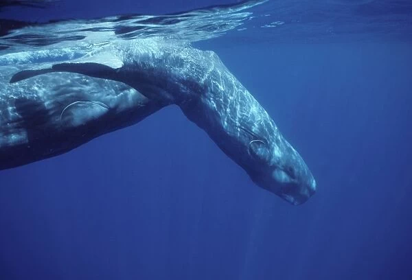 Sperm whale - Calf, diving in front of its mother. Photographed off the Azores Islands (Portugal). North Atlantic Ocean