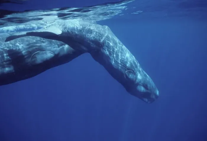 Framed Print : Sperm whale - Calf, diving in front of its mother. Photographed off the Azores Islands (Portugal). North Atlantic Ocean Framed Print : Sperm whale - Calf, diving in front of its mother. Photographed off the Azores Islands (Portugal). North Atlantic Ocean