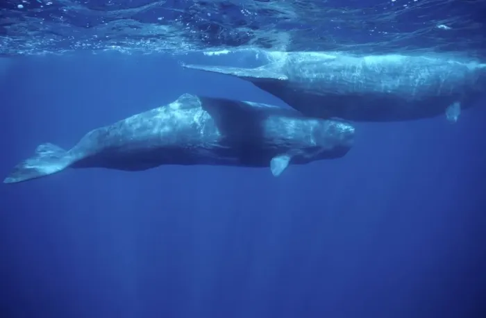 Framed Print : Sperm whale - Calf swimming under mother's tail. Photographed off the Azores Islands (Portugal). North Atlantic Ocean Framed Print : Sperm whale - Calf swimming under mother's tail. Photographed off the Azores Islands (Portugal). North Atlantic Ocean