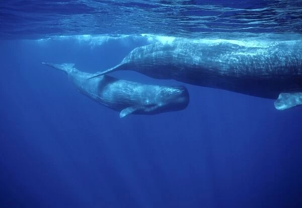 Sperm whale - Calf swimming under mother's tail. Photographed off the Azores Islands (Portugal). North Atlantic Ocean