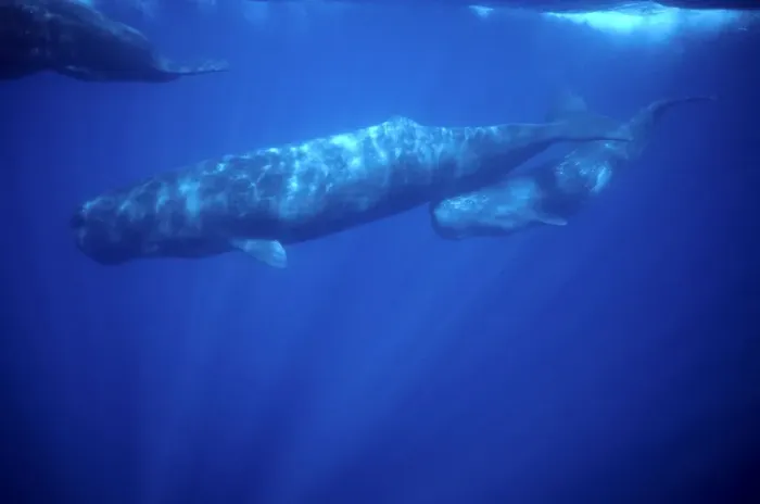 Framed Print : Sperm whale - Calf swimming under mother's tail. Photographed off the Azores Islands (Portugal). North Atlantic Ocean Framed Print : Sperm whale - Calf swimming under mother's tail. Photographed off the Azores Islands (Portugal). North Atlantic Ocean