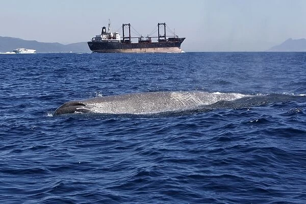 Sperm Whale - with cargo ship in background. The Strait of Gibraltar - Spain