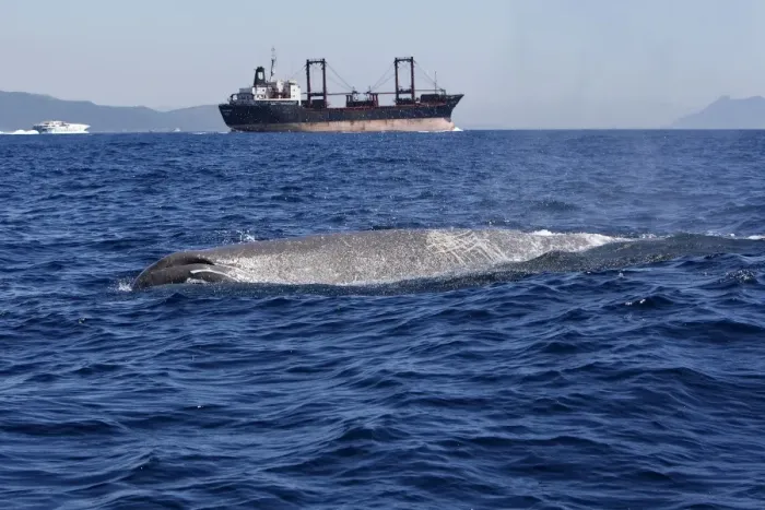 Framed Print : Sperm Whale - with cargo ship in background. The Strait of Gibraltar - Spain