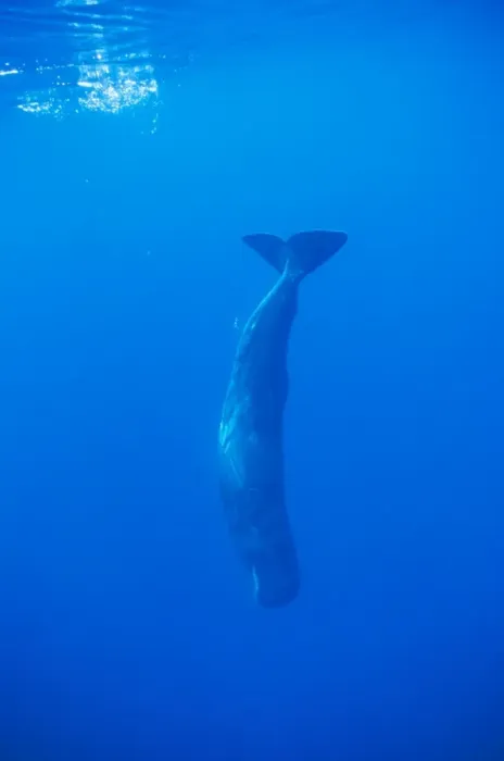 Framed Print : Sperm Whale - diving Azores Framed Print : Sperm Whale - diving Azores
