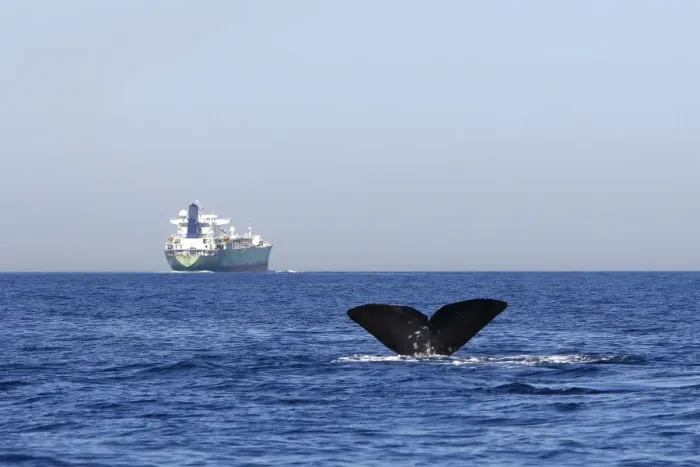 Framed Print : Sperm Whale - diving with cargo ship in background. The Strait of Gibraltar - Spain