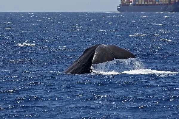 Sperm Whale - diving with cargo ship in background. The Strait of Gibraltar - Spain