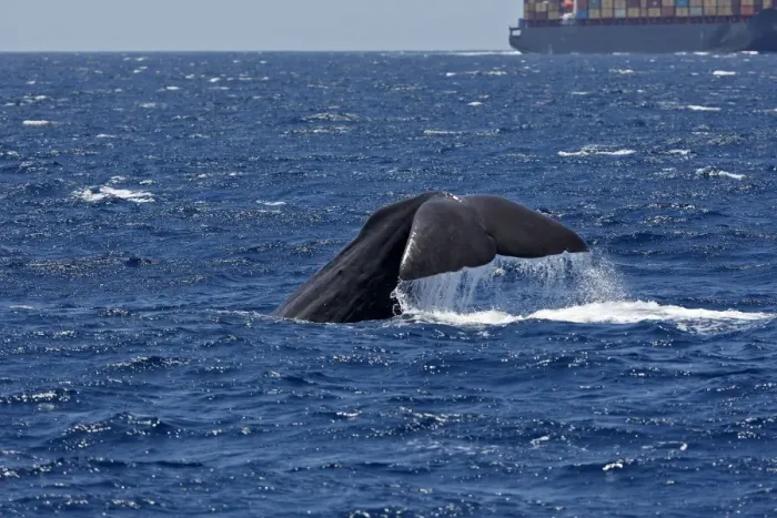 Framed Print : Sperm Whale - diving with cargo ship in background. The Strait of Gibraltar - Spain Framed Print : Sperm Whale - diving with cargo ship in background. The Strait of Gibraltar - Spain