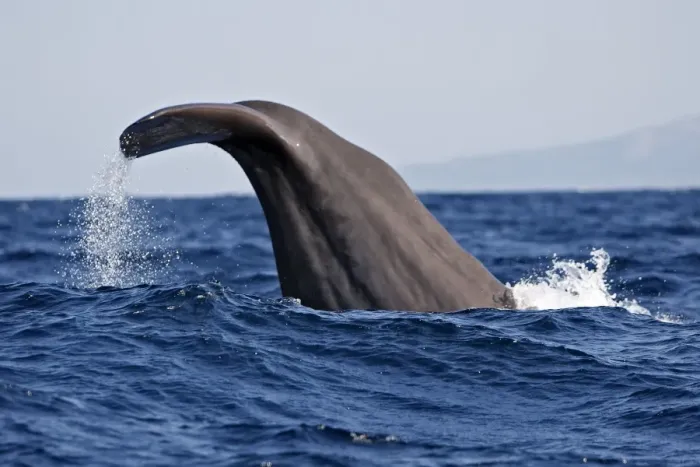 Framed Print : Sperm Whale - diving. The Strait of Gibraltar - Spain Framed Print : Sperm Whale - diving. The Strait of Gibraltar - Spain