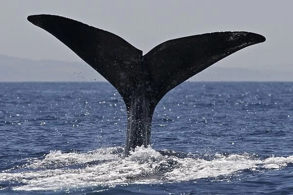Sperm Whale - diving. The Strait of Gibraltar - Spain