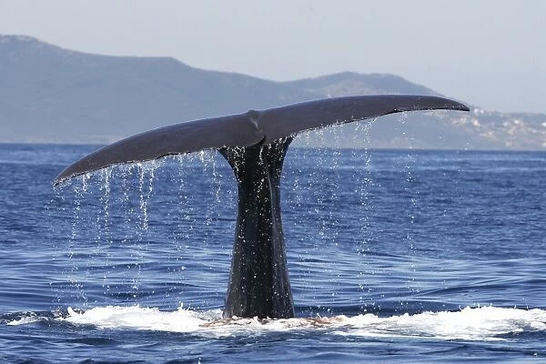 Sperm Whale - diving. The Strait of Gibraltar - Spain